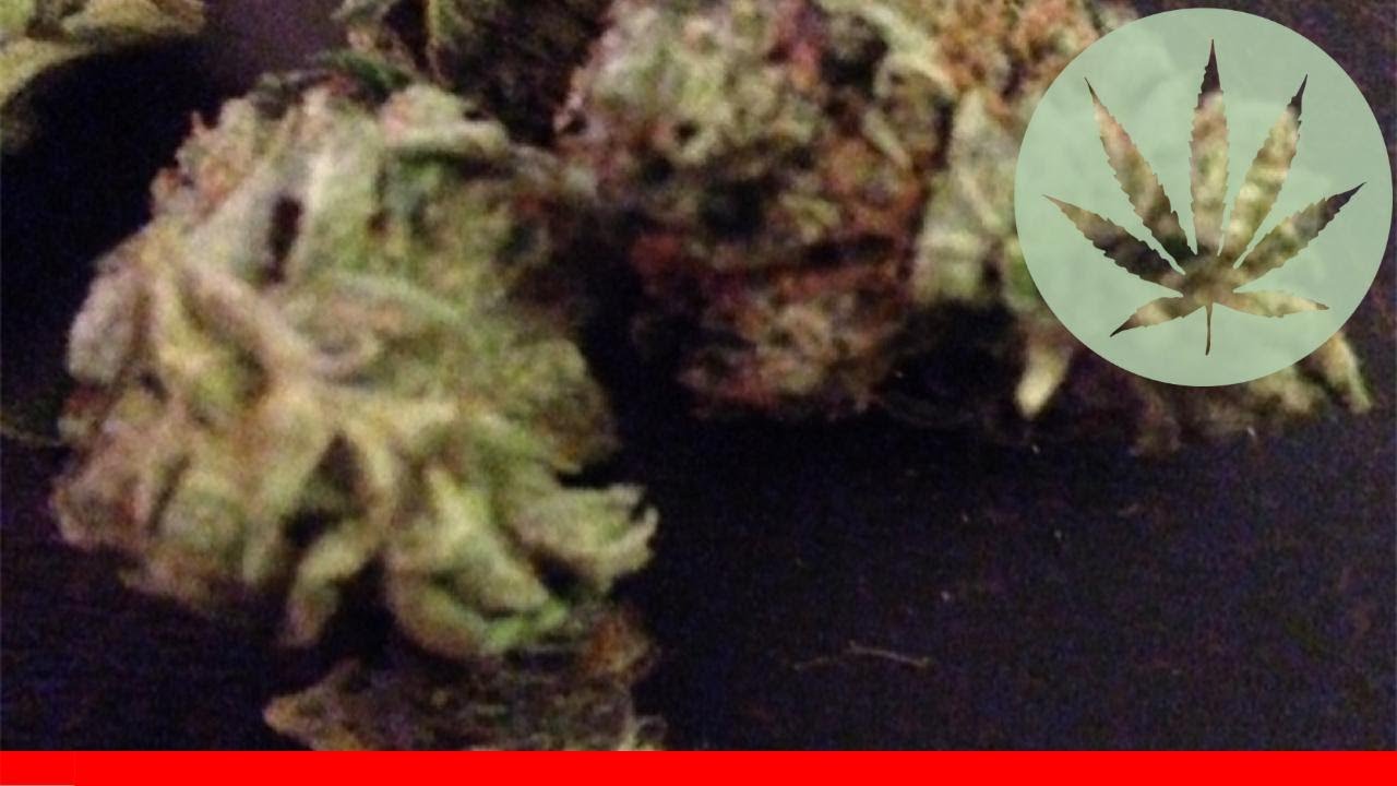 Grimace - All About This Strain