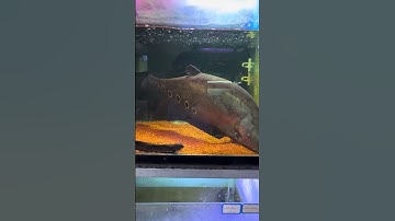 Cá thác lác cườm nuôi trên 3 năm #shorts #cacanhdep #ymt63