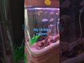 My Malavi Cichled Fishes Different Varieties | Shorts | Trending |Beautiful Fishes | HowtocareFishes