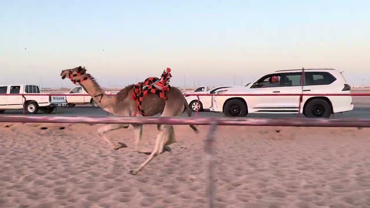 ش 5 بكار مفاريد منارة ل محمد بن سعد العنزي 