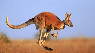 ¿Qué animal es un marsupial?