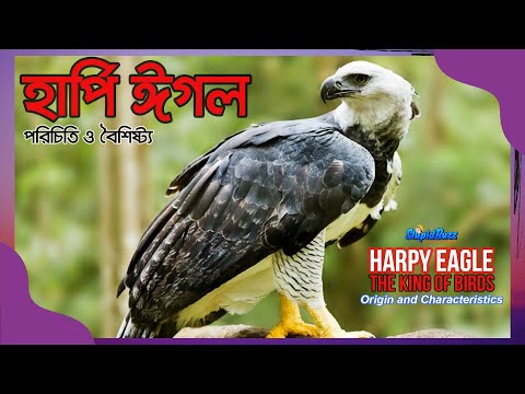 হার্পি ঈগল- এক ভয়ঙ্কর শিকারীর গল্প। Harpy Eagle - The Rare Bird of Prey