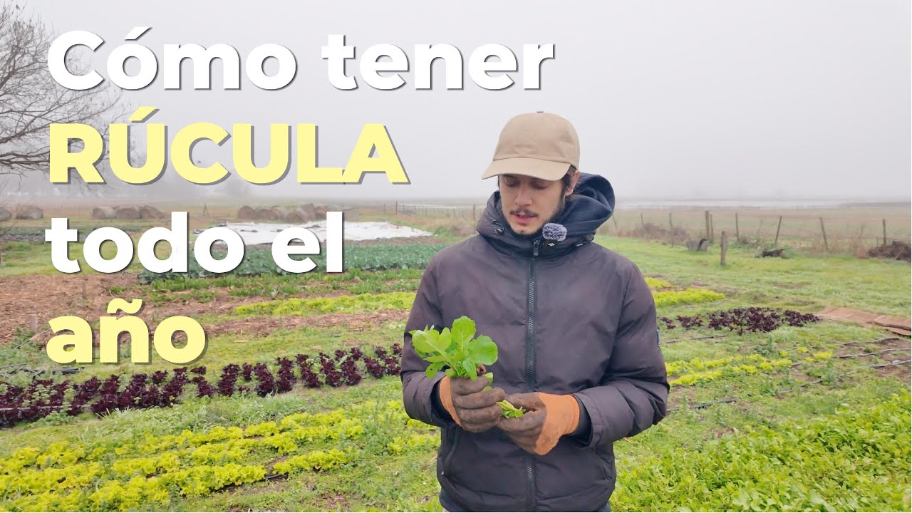 Cómo tener rúcula todo el año | Siembra directa y cosecha | Campo Argentina 🇦🇷