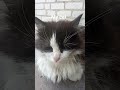 #cat