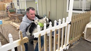 Dramatic Goat Doesn't Want to Fall || ViralHog
