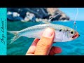 ESTA SARDINA es EXCELENTE CARNADA - Pesca en Baja California Sur
