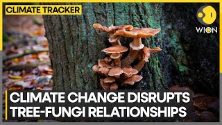 Global warming weakens fungal networks due to climate change | WION Climate Tracker