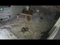 2026-02-15 - Day - Friends of Alta - Alta, UT - Live Stream Bird Feeder Cam (FiRN)