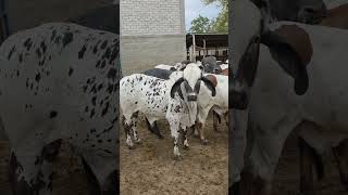 pura chulada de ganado #toros #vacas #ganado