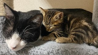 寝る時だけ先住猫にくっつく子猫