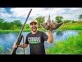 DOVE HUNTING in My BACKYARD!!!! (CATCH CLEAN COOK)