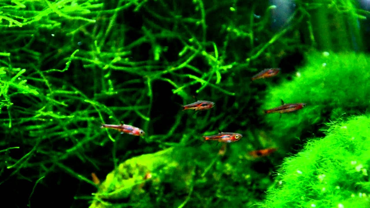 Boraras brigittae - YouTube