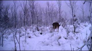 ETS 10 Point Snow Buck