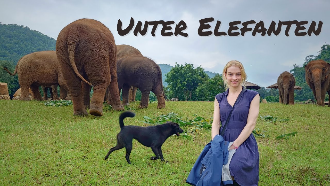 Volunteering in Thailand | Elephant Nature Park