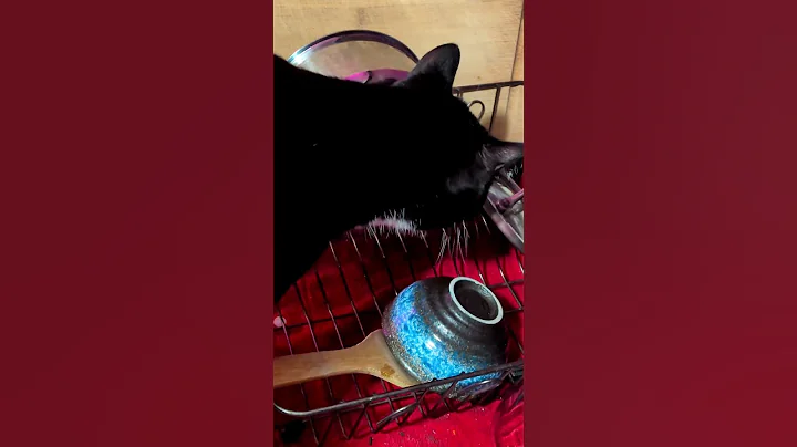 Video 11567801: american shorthair, curious kitty, kitty explore, cute cat