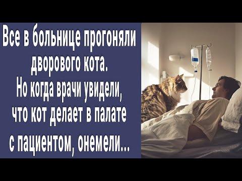 видео: Все в больнице прогоняли дворового кота. Но когда увидели что он делает ночью в палате онемели...