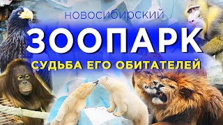 🔻Зоопарк🔹Какая жизнь у животных в одном из самых больших зоопарков России🔹