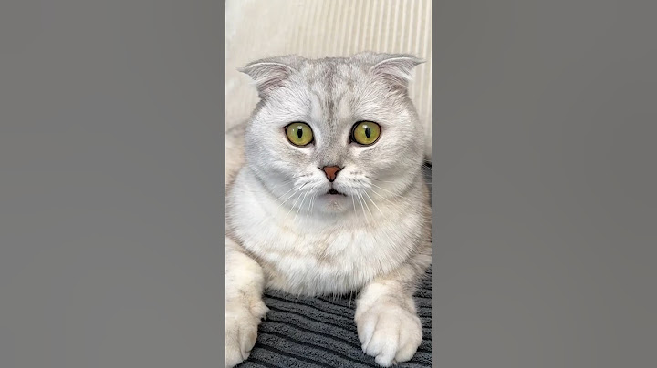 Sonya made a real mess!🙀 #cat #cats