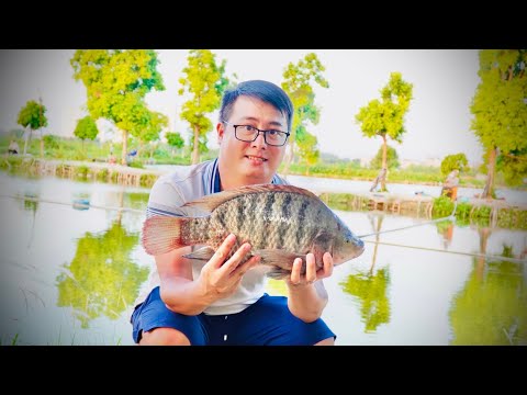 Săn tìm Rô Phi to như cái mâm tại hồ câu Đông Ngàn | Ngọc Biển Fishing