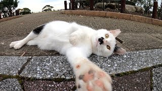 背中に肉球模様があるブチ猫、マイペースにお散歩する
