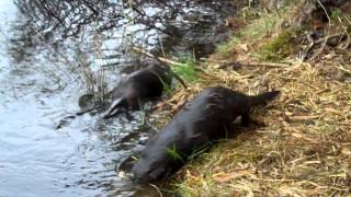 Otter release