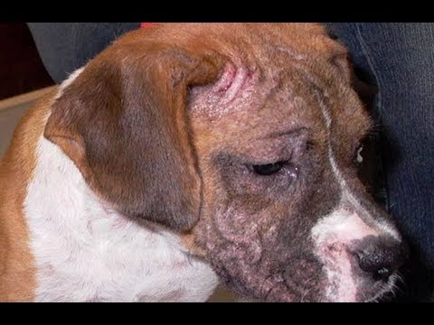 q es bueno para la sarna de los perros