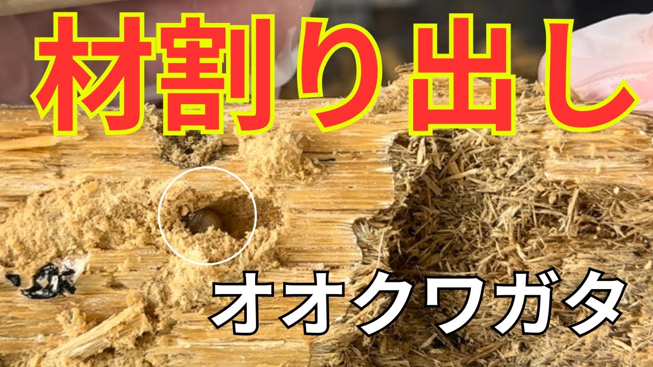 【オオクワガタ】はじめての材割！2ヶ月放置した産卵材を割ってみた！
