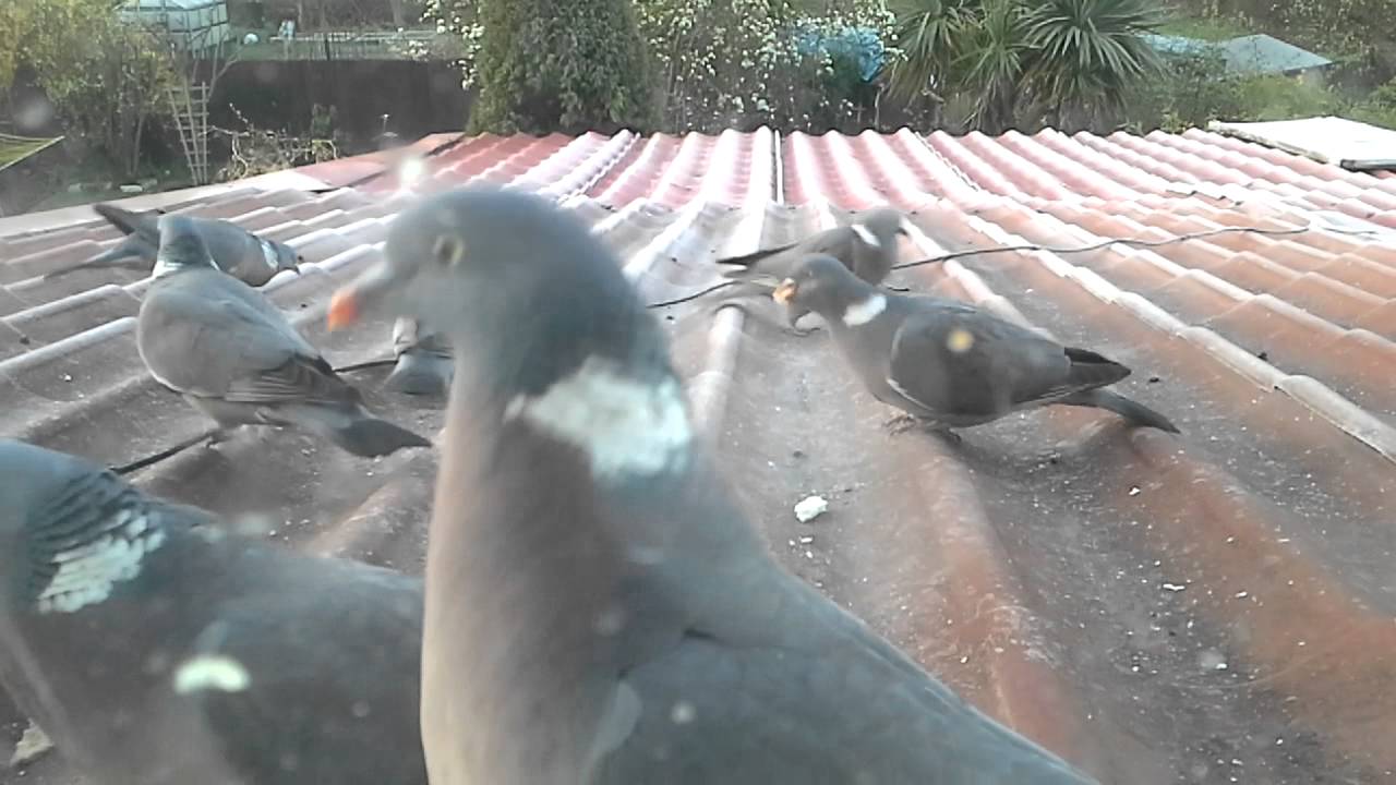 Wood pigeon's breakfast