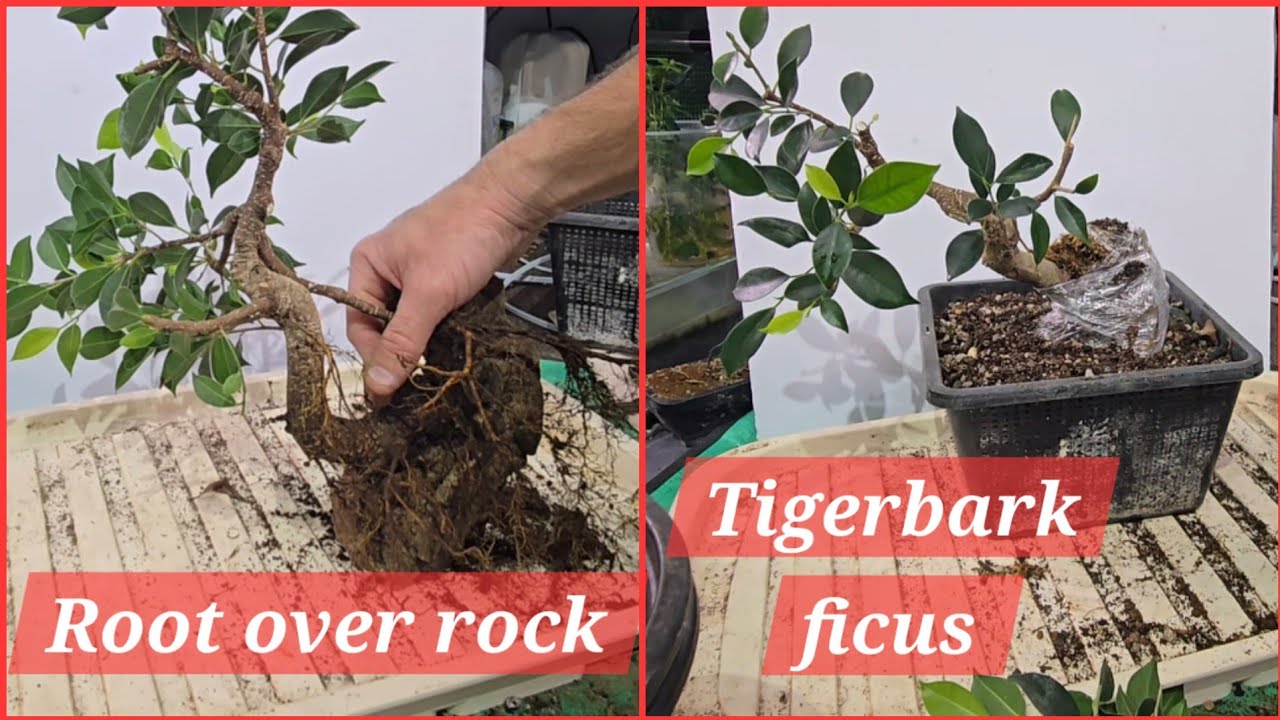 Root over rock Tigerbark ficus
