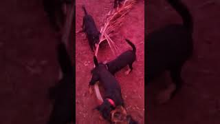 Jagdterrier Família Unida