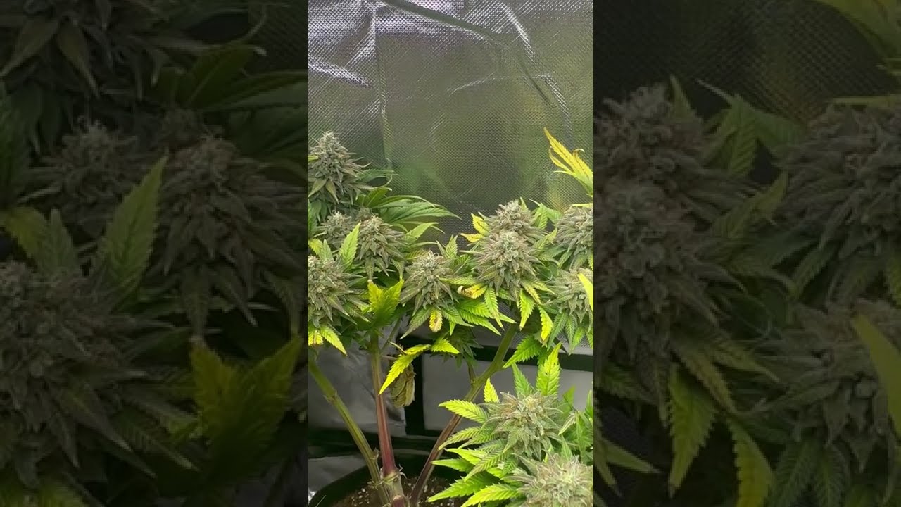 🍌Banana by Zamnesia Seeds  