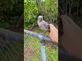 Chill Bird