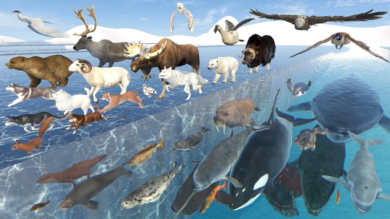 Arctic Animal Speed Comparison | 3D Animation | Real Scale Comparison ...
