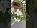 Gardenia Flowers Blooming 🌸 Amazing Fragrance &amp; Beauty#gardenia #gardeniaflowers#shorts#shortvideo