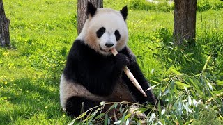 production écrite sur le panda تعبير  عن الباندا