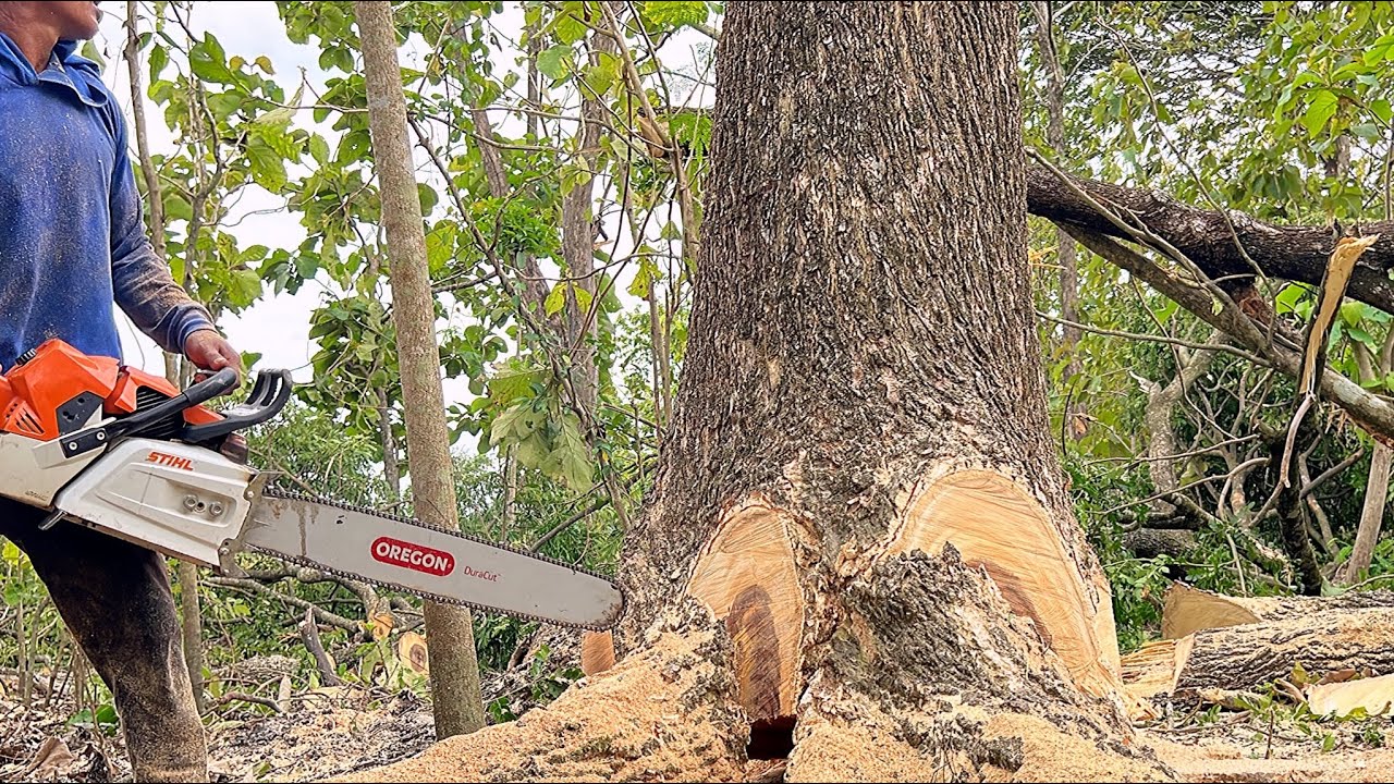 One start Done !! Stihl ms 881 Vs Trembesi 30 years. - YouTube