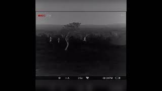 Watch how South African kids practice rugby #springhares #springharehunting