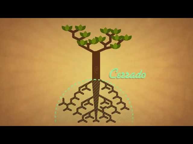 Get to know the Cerrado