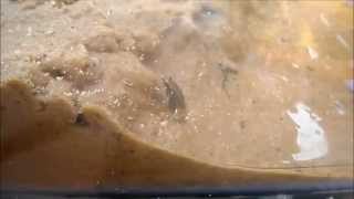 Frog eats a fly Slow motion