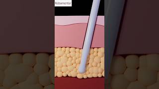 How Your Body Actually Burns Fat Science Explained