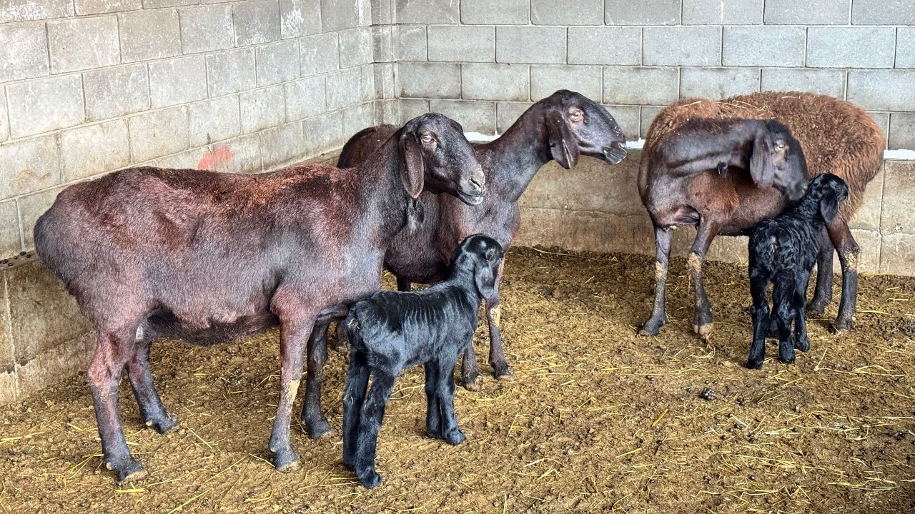 БАЛЫК МАЙЫН КАНЧА КУНДУКТОН БЕРСЕ БОЛОТ КОЗУГА✅✅✅