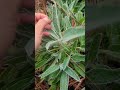 #bushcraft #survival #wildlife #plants #camping #bushlife