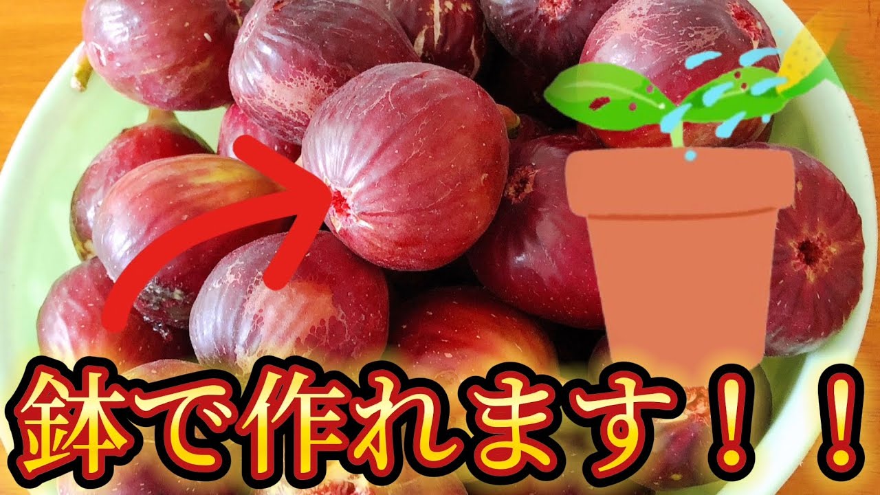 Easy even for beginners] Growing figs in a planter! You can grow