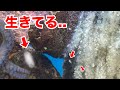 鮮魚店で売れ残っていたタコから大量に産まれたものがヤバすぎた..！！