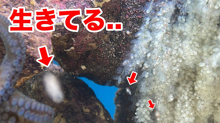 The large amount of octopus that was left unsold at a fish store was too crazy...!!