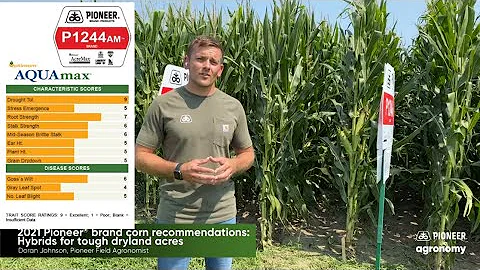 2021 Pioneer brand corn recommendations: Hybrids f...