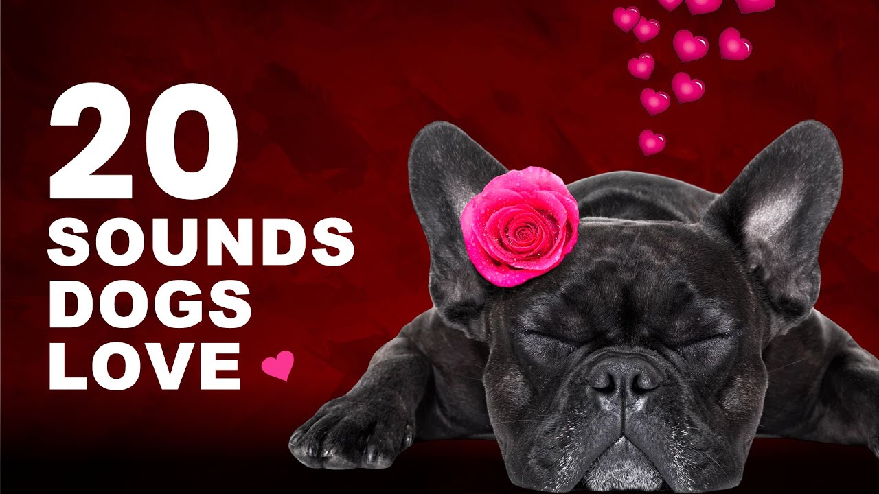 20 Sounds Dogs Love 🐶❤️
