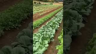 Nice Vegetables Farm - Teb zaub zoo nkauj heev.