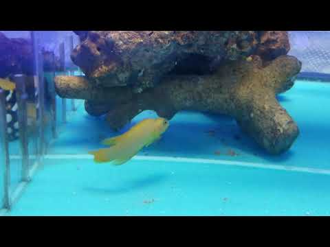 Tank-raised Yellow Assessor