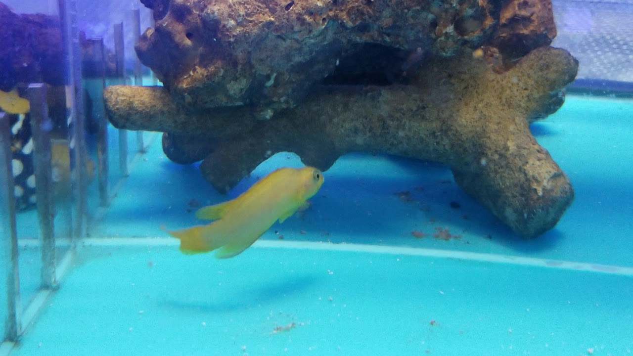 Tankraised Yellow Assessor at Pacific East Aquaculture YouTube